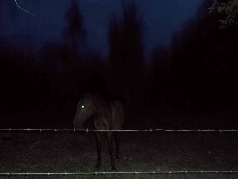 Dark, nocurnal photo of a horse on a farm behind barbed wire